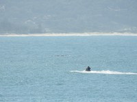 Agentes ambientais autuam infratores que usavam moto aquática próximo a baleias em SC