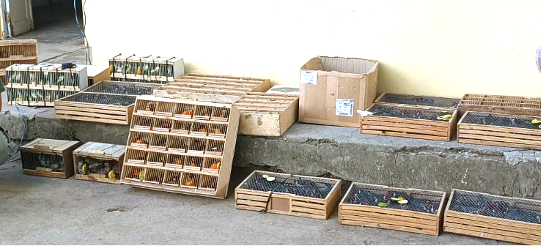 2025-11-24 As aves apreendidas estavam em espaços muito pequenos.png