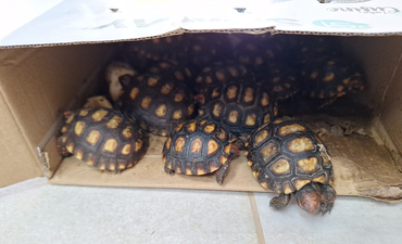 2025-11-24 Entre os animais apreendidos, havia 18 jabutis.png