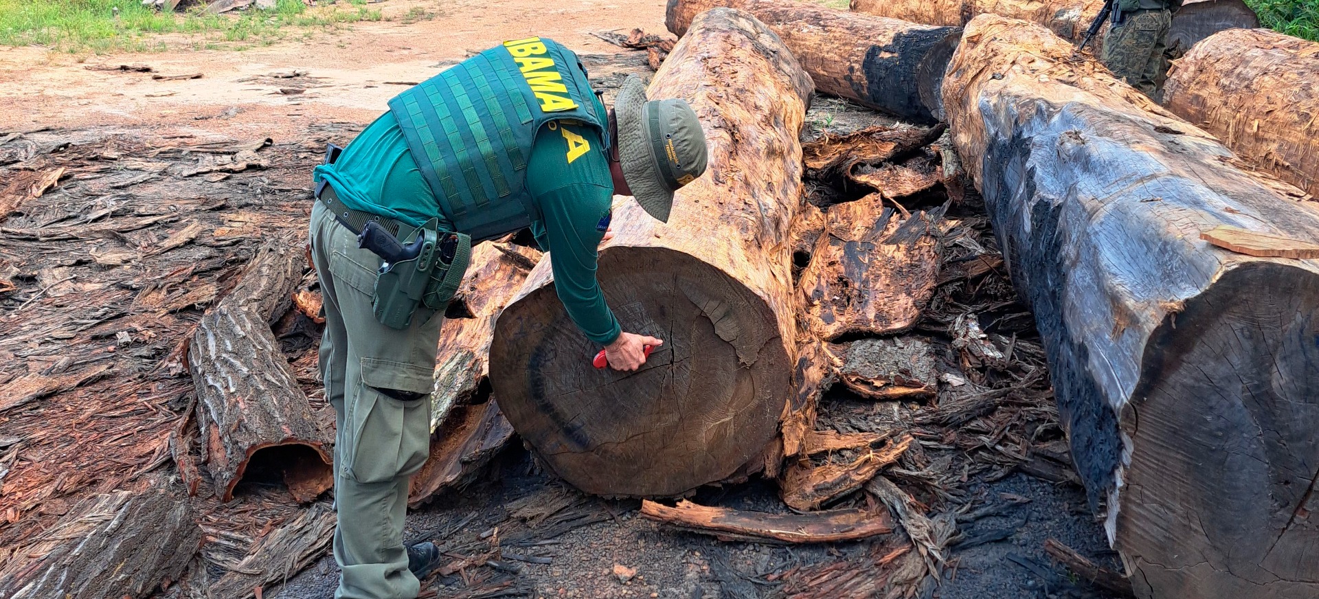 2025-09-24 Operação Maravalha, do Ibama, identificou castanheiras extraídas ilegalmente em Roraima.jpg