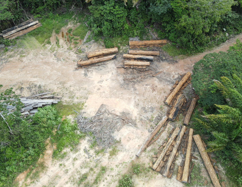 2025-09-24 Uso da castanheira como matéria-prima pela indústria é proibido por Decreto Federal.png