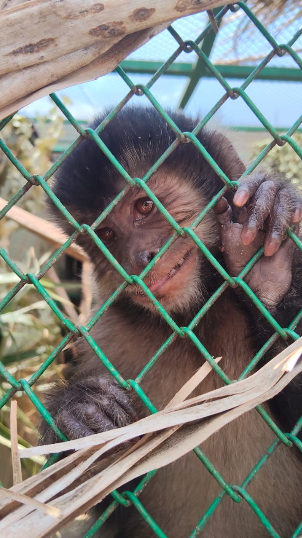 2025-09-18 Os macacos-prego se readaptaram bem na volta ao Cetas.jpeg