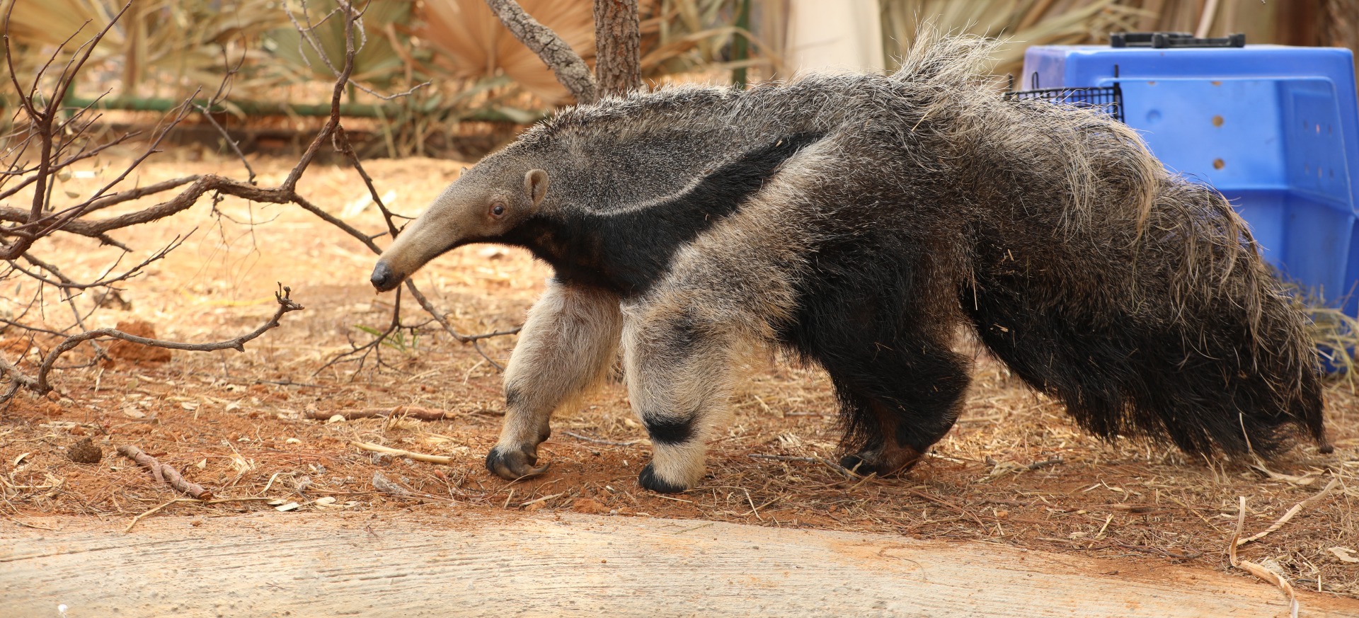 2025-09-18 Tamanduá faz o reconhecimento do recinto na chegada ao Cetas.JPG