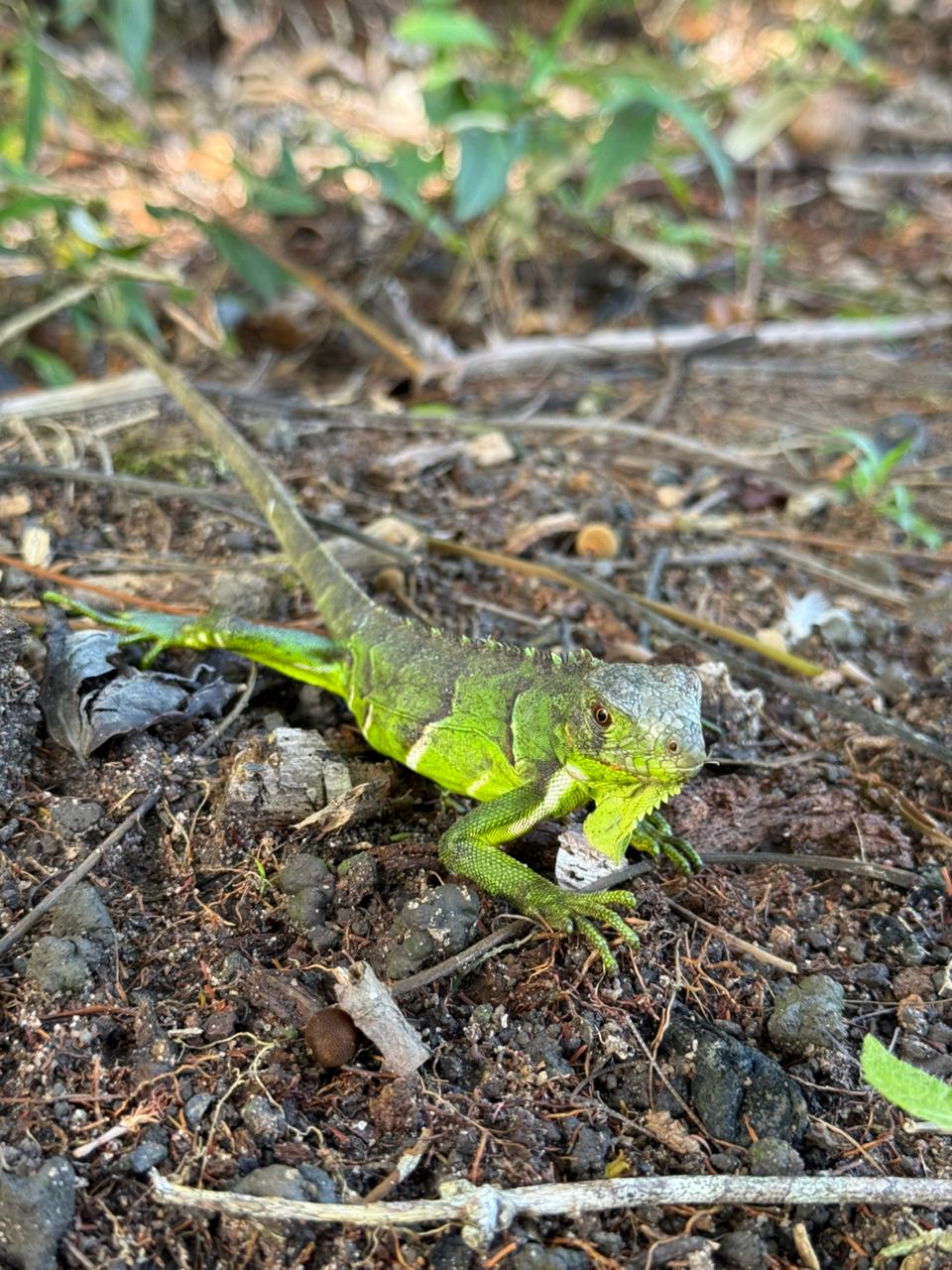 Iguana foi um dos animais transportados do Rio para a Bahia
