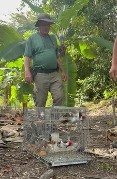 Corrupiões e galos-de-campina foram libertados na Mata Atlântica