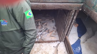 Caso revela fraudes cadastrais e impactos diretos sobre espécies marinhas ameaçadas de extinção.jpeg