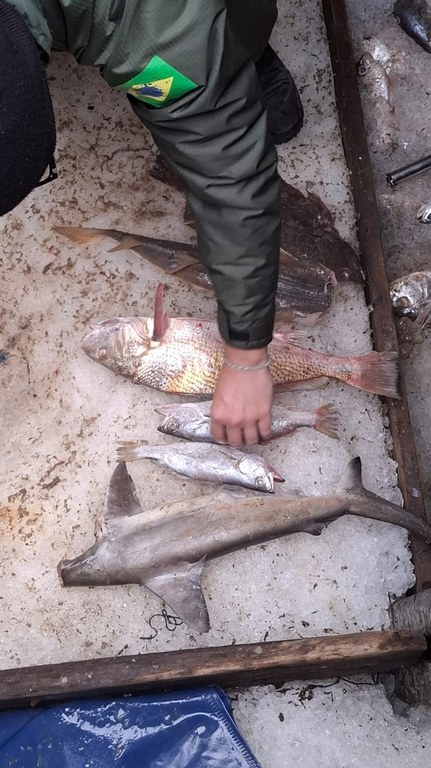 Seis toneladas de pescado foram retiradas do mar de forma irregular.jpeg