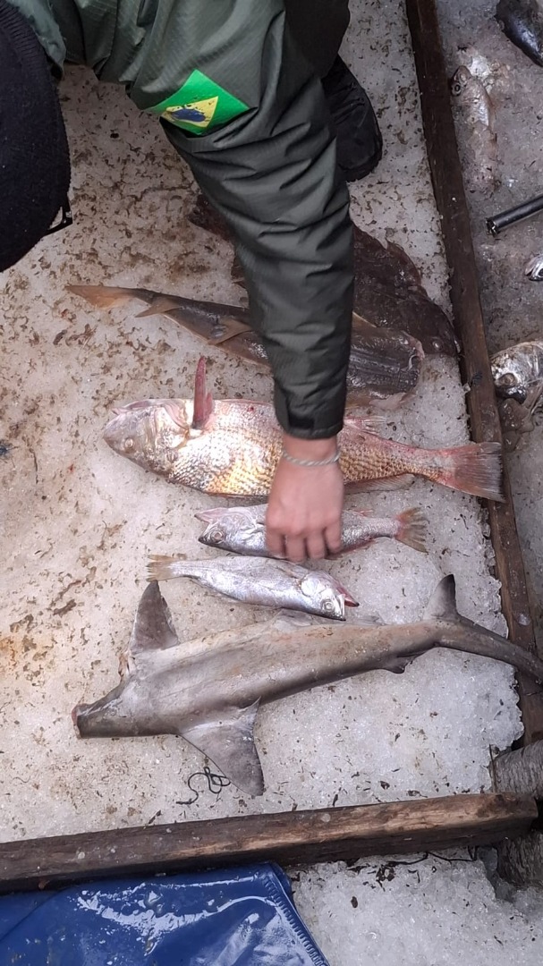 Seis toneladas de pescado foram retiradas do mar de forma irregular.jpeg