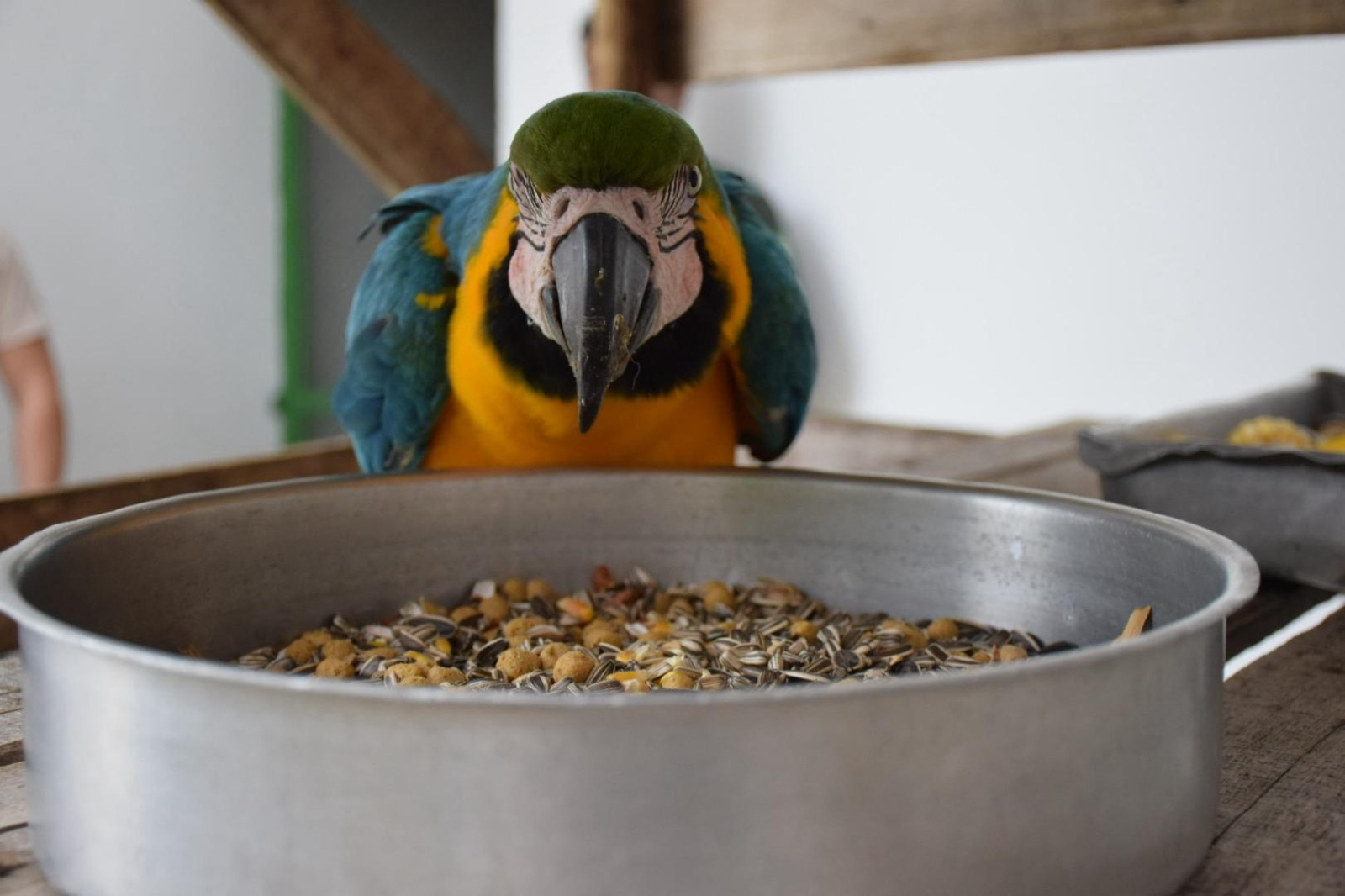 2025-05-12 Arara-canindé resgatada se alimentando após chegada ao Cetas-PE.jpg