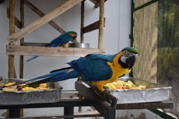 2025-05-12 Araras-canindé se socializando em recinto do Cetas-PE.jpg