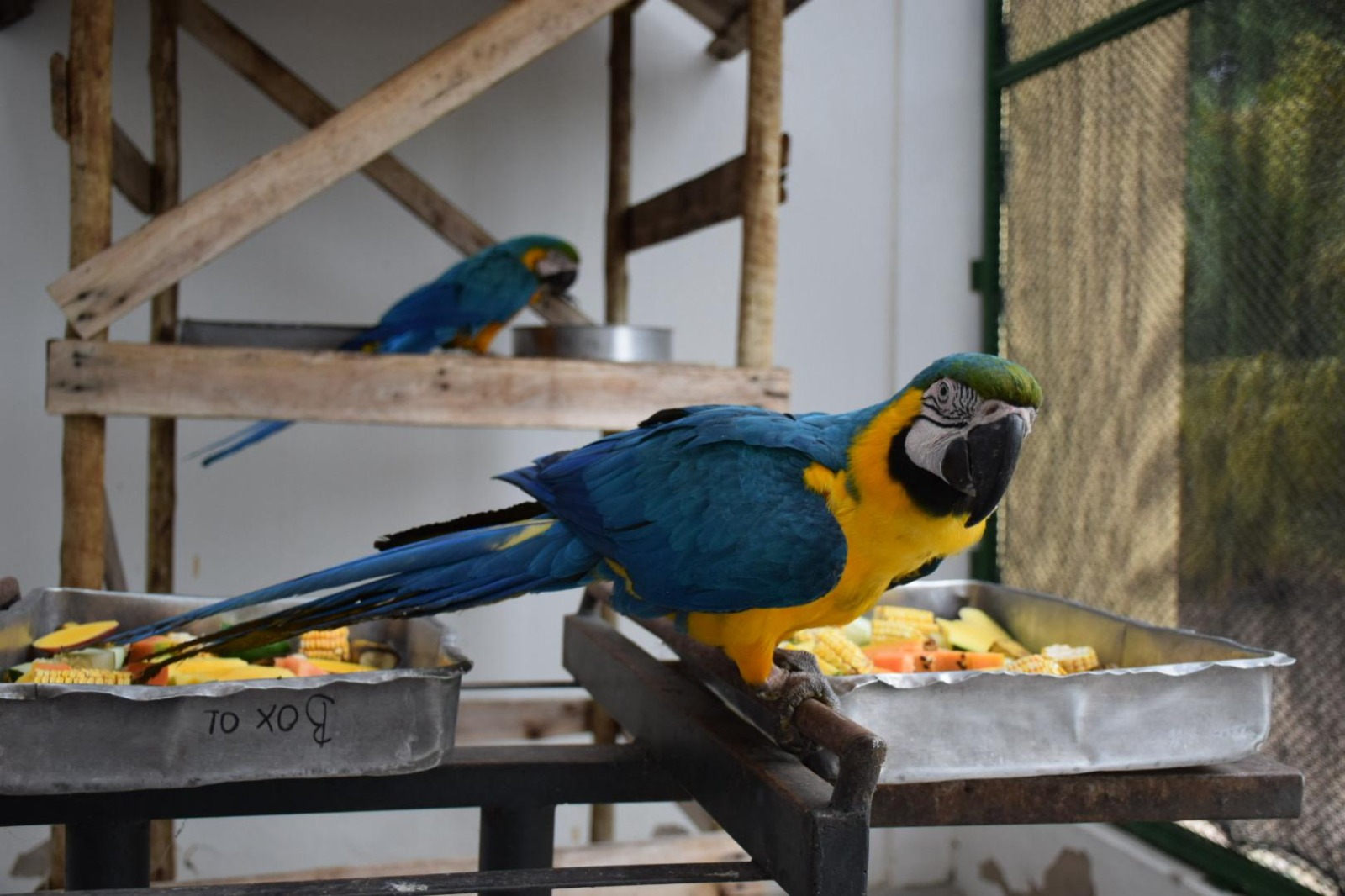 2025-05-12 Araras-canindé se socializando em recinto do Cetas-PE.jpg