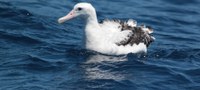 Atuação do Ibama no plano de conservação de albatrozes e petréis é ampliada
