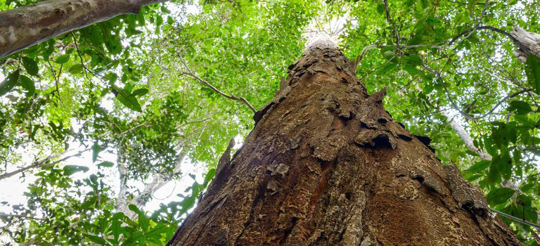 Avanço na conservação internacional do pau-brasil - Nota Conjunta MRE/MMA/MinC