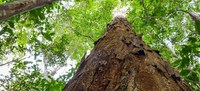 Avanço na conservação internacional do pau-brasil - Nota Conjunta MRE/MMA/MinC