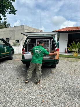 2025-09-25 Viagem dos animais ao Cetas-GO contou com suporte de veterinário do IMA.jpg