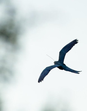 Brasil recebe 41 ararinhas azuis (Cyanopsitta spixii) para Programa de Conservação