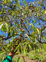 Brigadistas semeiam o futuro do Cerrado no Tocantins