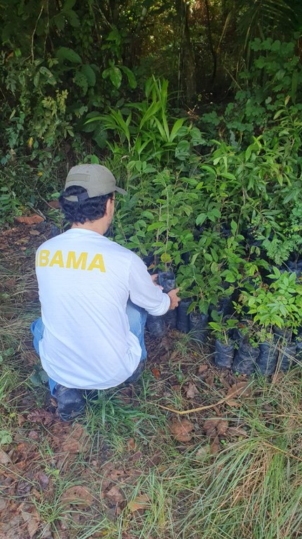 Agente do Ibama em Marabá (PA) com as mudas para plantação.jpg