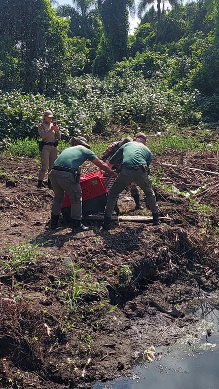 Ibama, com apoio da PMA, resgata Capivara ferida em Santa Catarina