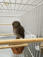 Corujinha-caburé é primeiro animal silvestre atendido no Cetas em Santa Maria (RS)