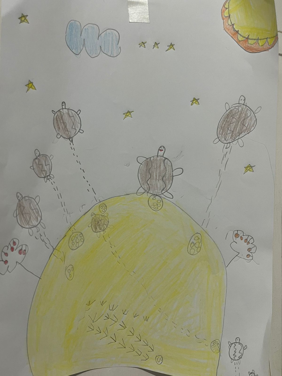 Desenho sobre quelônios