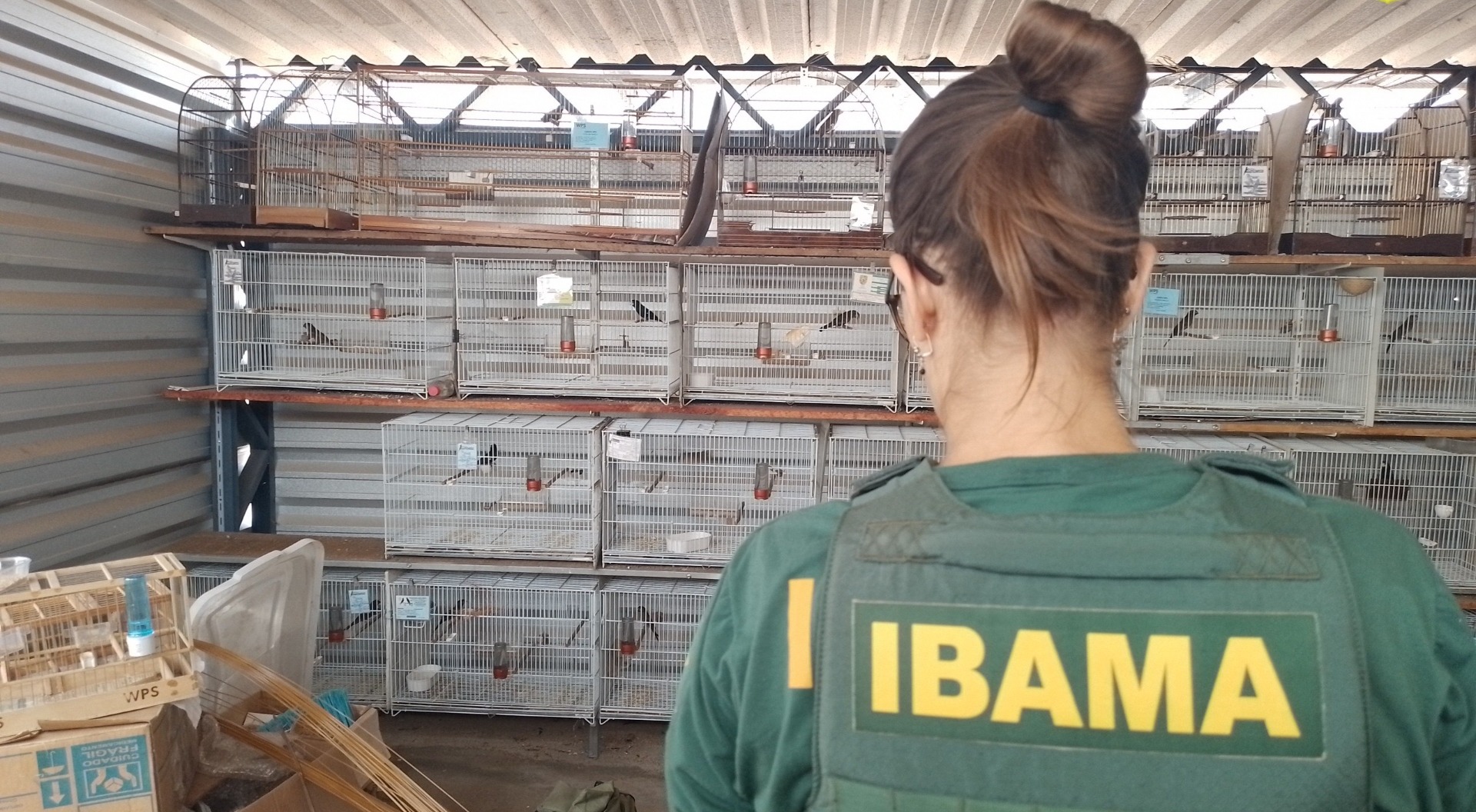 2025-09-25 Alguns dos espécimes capturados em criadouro em Marabá.jpg