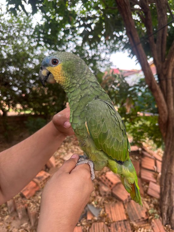 2025-09-25 Papagaio curica resgatado pela equipe do Ibama após denúncia.jpeg