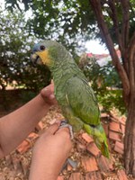 Crimes contra a fauna resultam em R$ 917,8 mil em multas no Pará