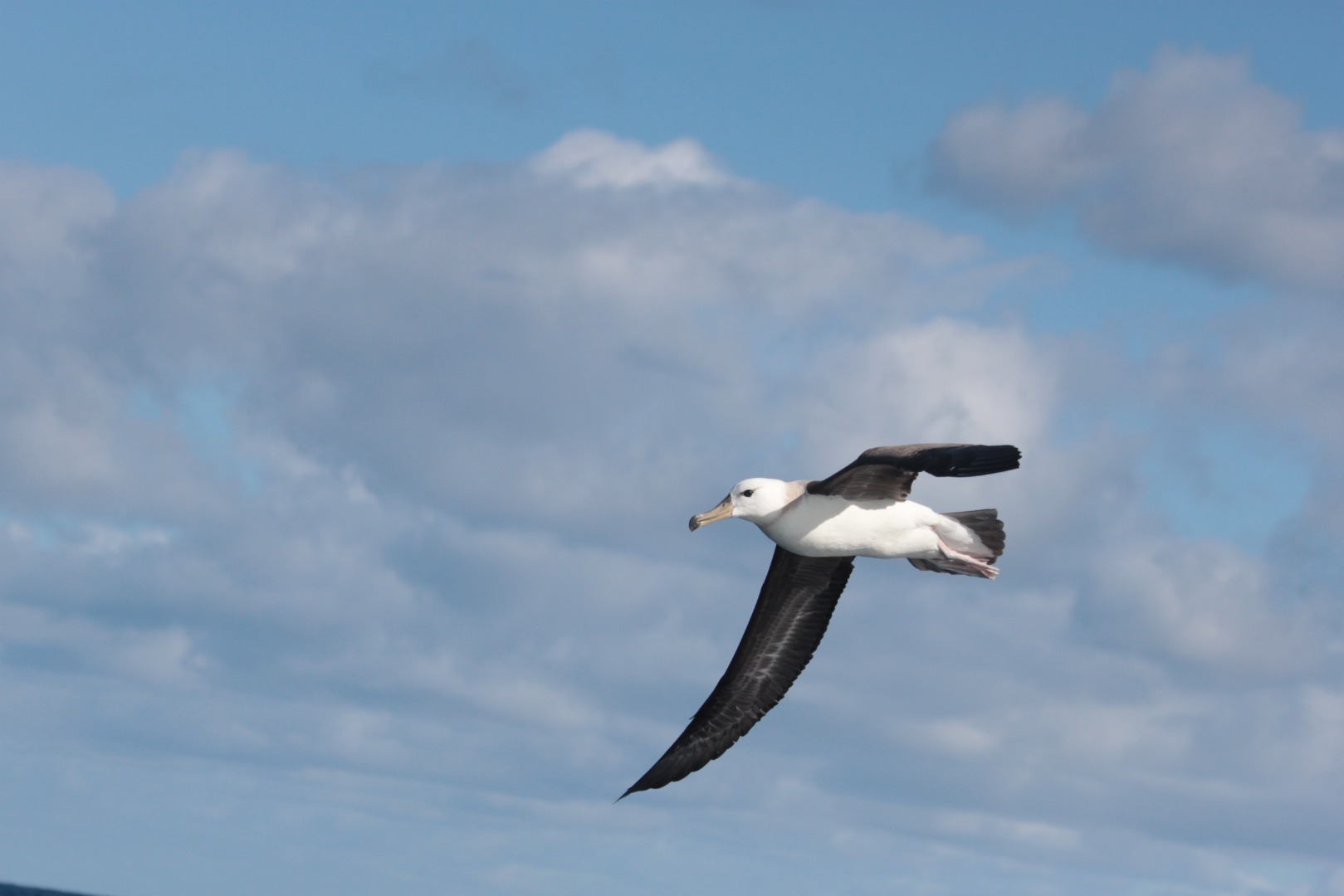2025-06-23 Albatroz-de-sobrancelha-negra durante voo.jpg