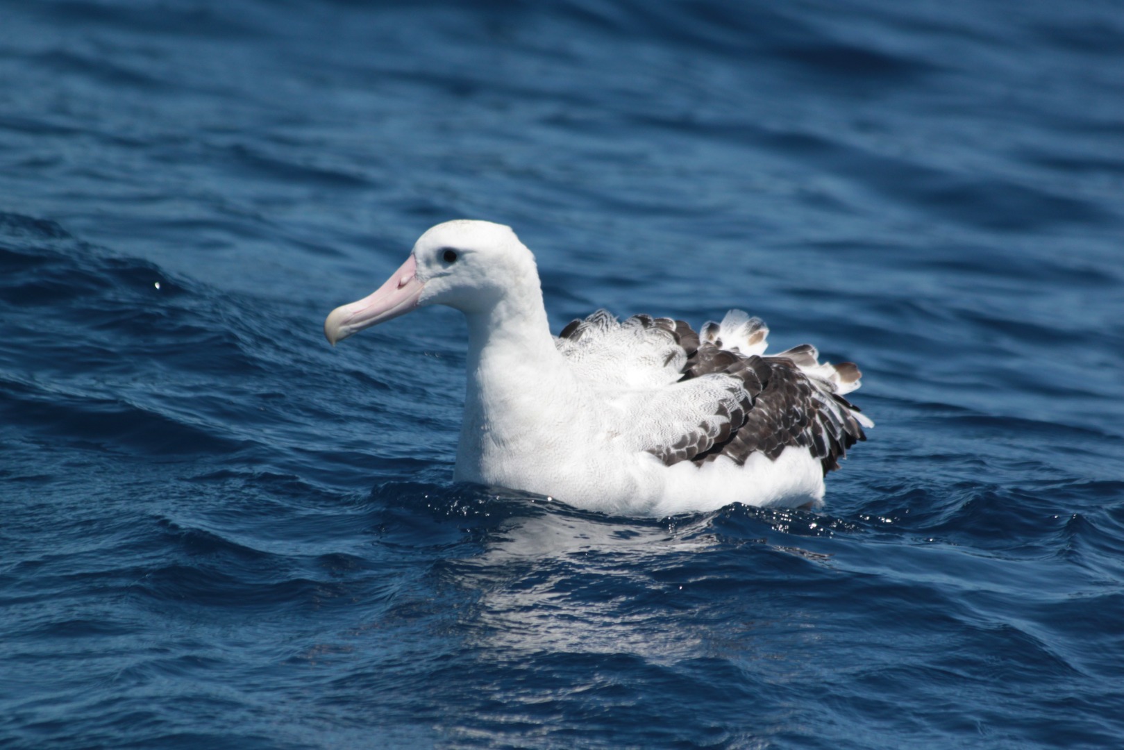 2025-06-23  Albatroz-de-Tristão, uma das espécies que visitam a costa brasileira.jpg