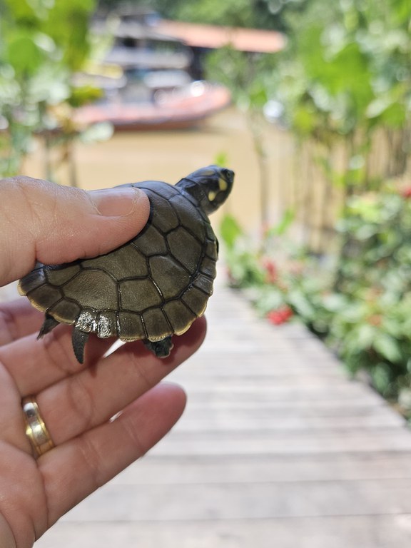 2025-01-10_Equipes_do_Programa_Quelonios_da Amazonia-PQA-protegem_tartarugas