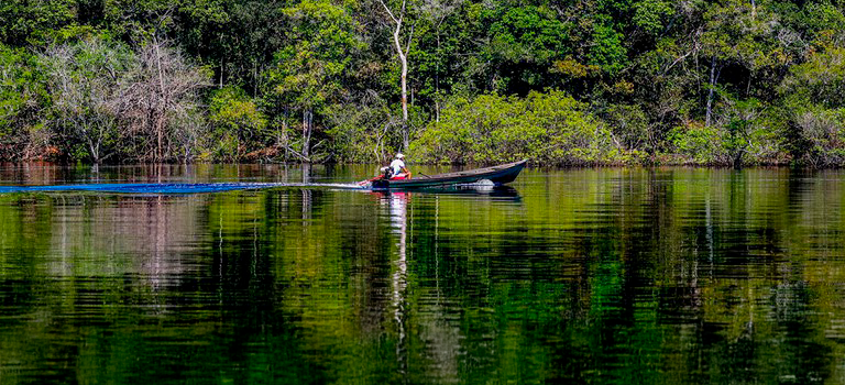 2025-10-30 Trecho de floresta às margens do Rio Negro, na Amazônia.jpeg