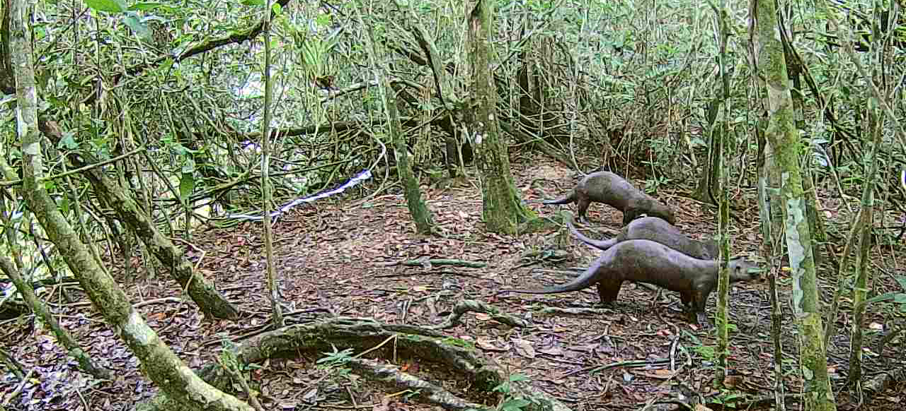 2025-05-15 Um total de 280 mamíferos aquáticos e semiaquáticos foi registrado no entorno da usina desde 2012.png
