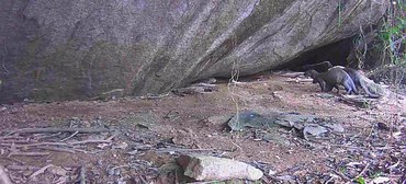 2025-5-15 Ariranhas e seus filhotes avistados em toca na área de monitoramento da UHE Belo Monte.jpg