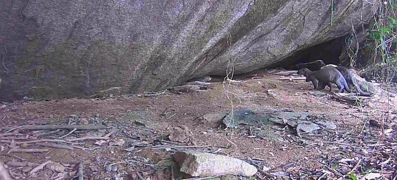 2025-5-15 Ariranhas e seus filhotes avistados em toca na área de monitoramento da UHE Belo Monte.jpg