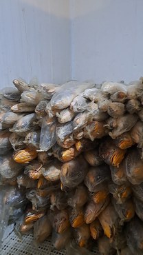 Empresas pesqueiras no Pará são multadas por vender peixes que se encontram no período do defeso