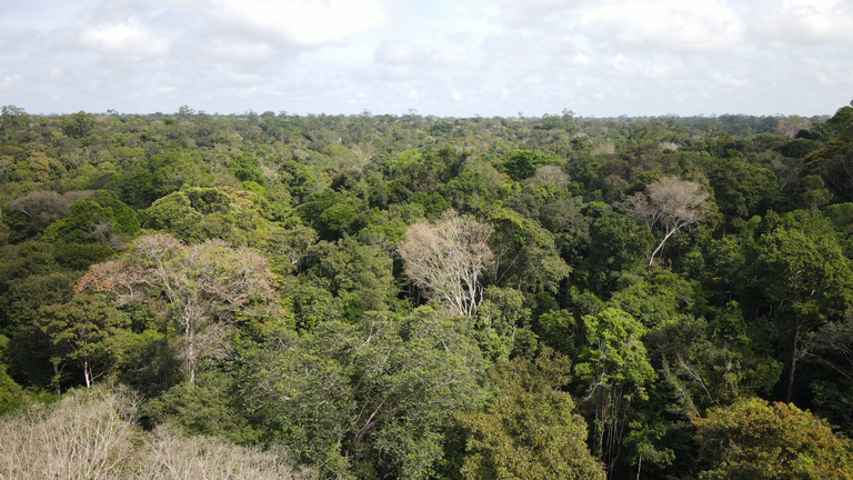 2025-07-10 Área de floresta em que há Plano de Manejo Florestal Sustentável.png