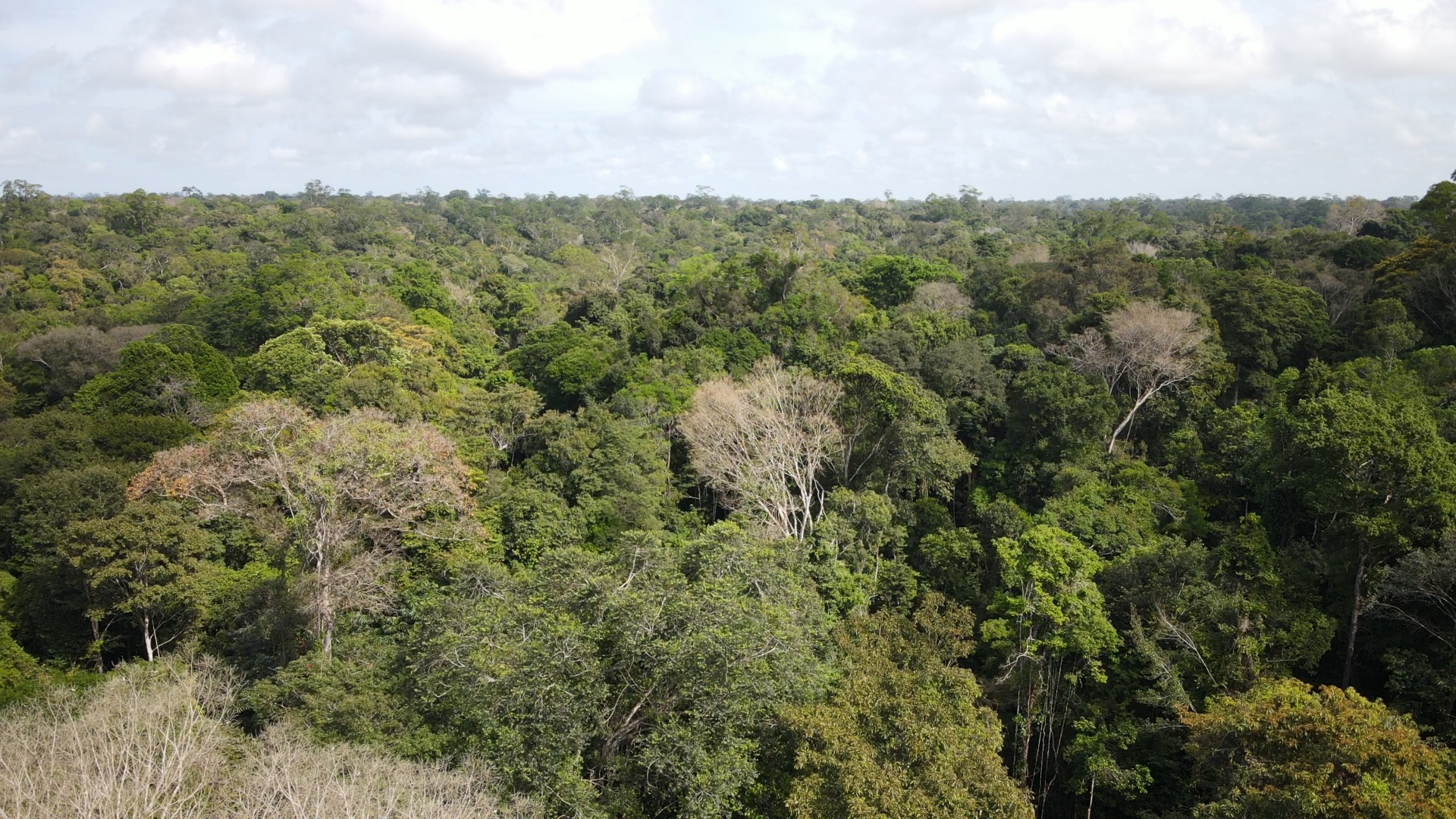 2025-07-10 Área de floresta em que há Plano de Manejo Florestal Sustentável.png