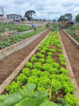 Condicionante do licenciamento ambiental, horta comunitária traz benefícios sociais e econômicos.jpeg