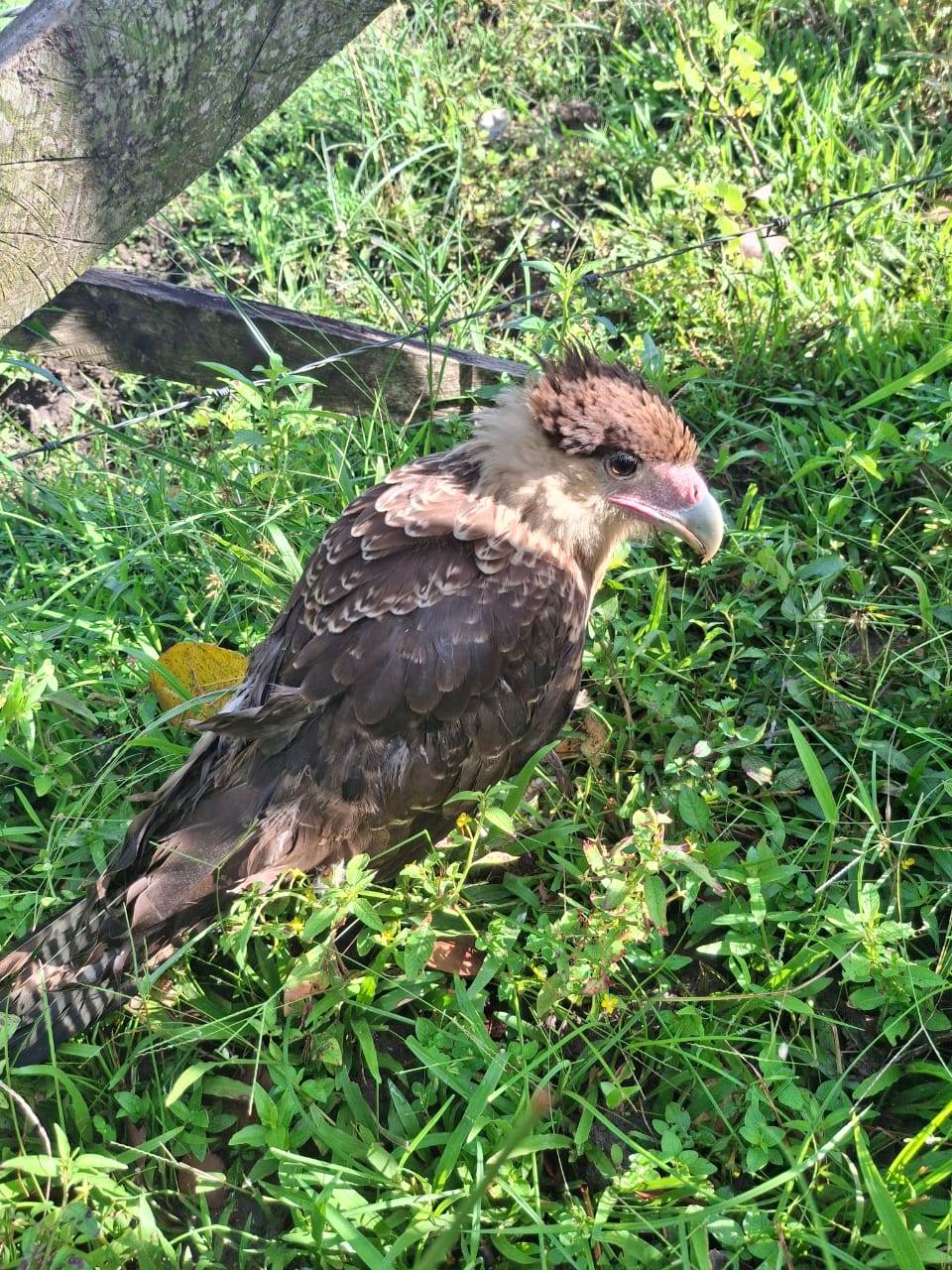 2025-05-13 Filhote de carcará-do-norte resgatado pelo Ibama em Santarém (PA).jpeg