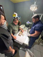 Filhote de onça-pintada é resgatado em Roraima e recebe cuidados do Cetas do Ibama