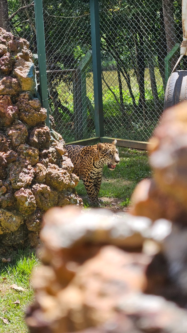 Filhote de onça-pintada resgatado vai para santuário de felinos em ...