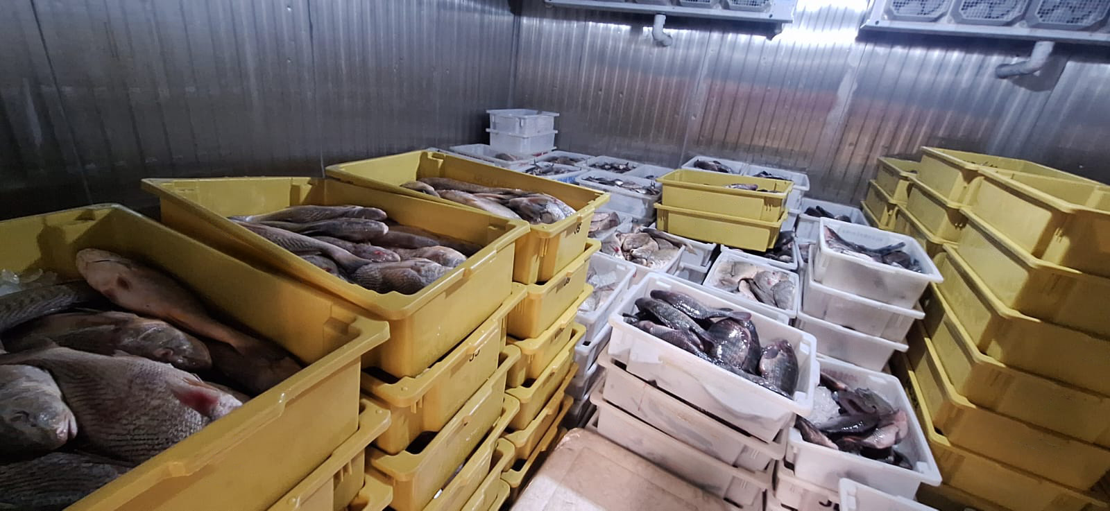 2025-09-22 Maior apreensão do ano no Espírito Santo reforça combate à pesca predatória.jpeg