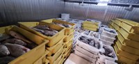 Fiscalização apreende nove toneladas de pescado irregular no Espírito Santo