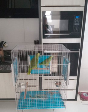 2025-11-08 Dois papagaios sem origem legal foram apreendidos.jpg