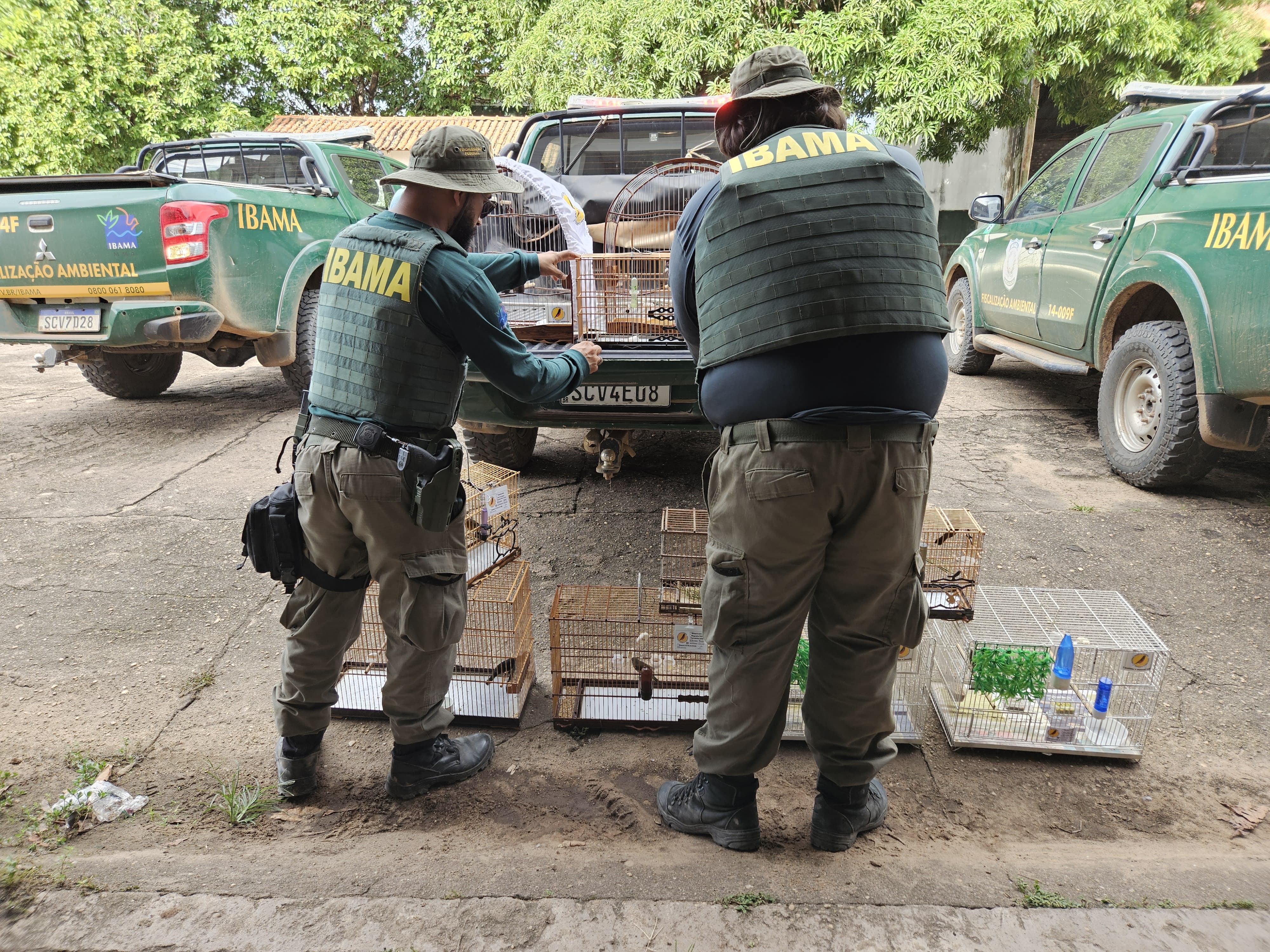 Aves foram apreendidas a partir de informações enganosas detectadas em sistema de controle