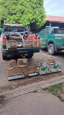 Passeriformes apreendidos pelos agentes