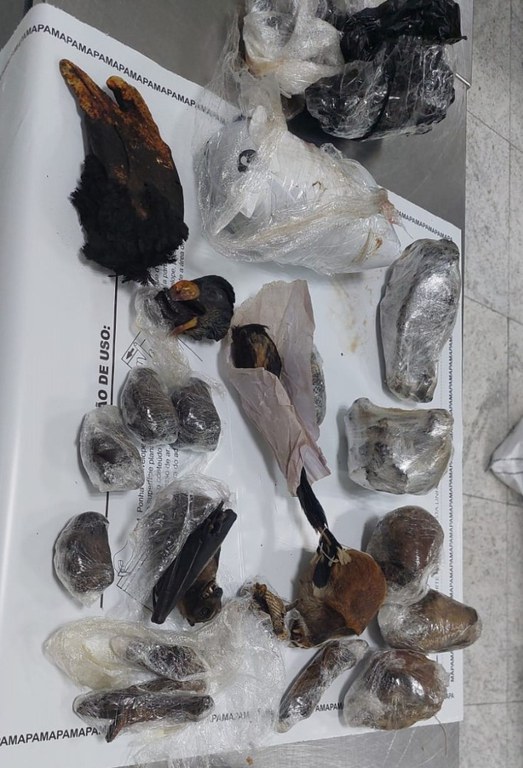2025-08-14 Carcaças de animais exóticos apreendidas no Aeroporto de Guarulhos (SP).jpeg