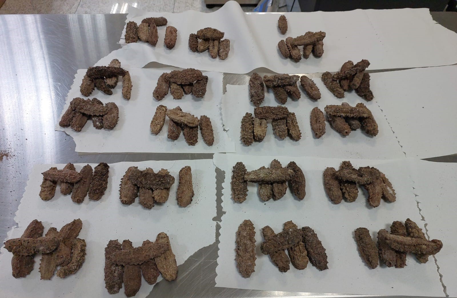 2025-08-19 Pepinos-do-mar apreendidos são utilizados como iguaria culinária.jpeg