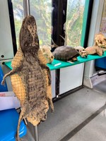 Gaiola interativa e petrechos usados no tráfico de fauna são expostos durante evento em AL